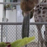 feeding3