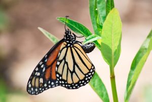 Butterfly-topeka-zoo