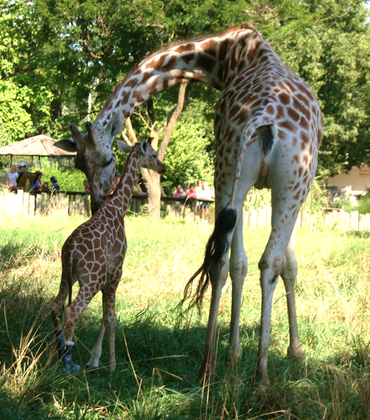 Giraffe Shirt - Topeka Zoo & Conservation Center