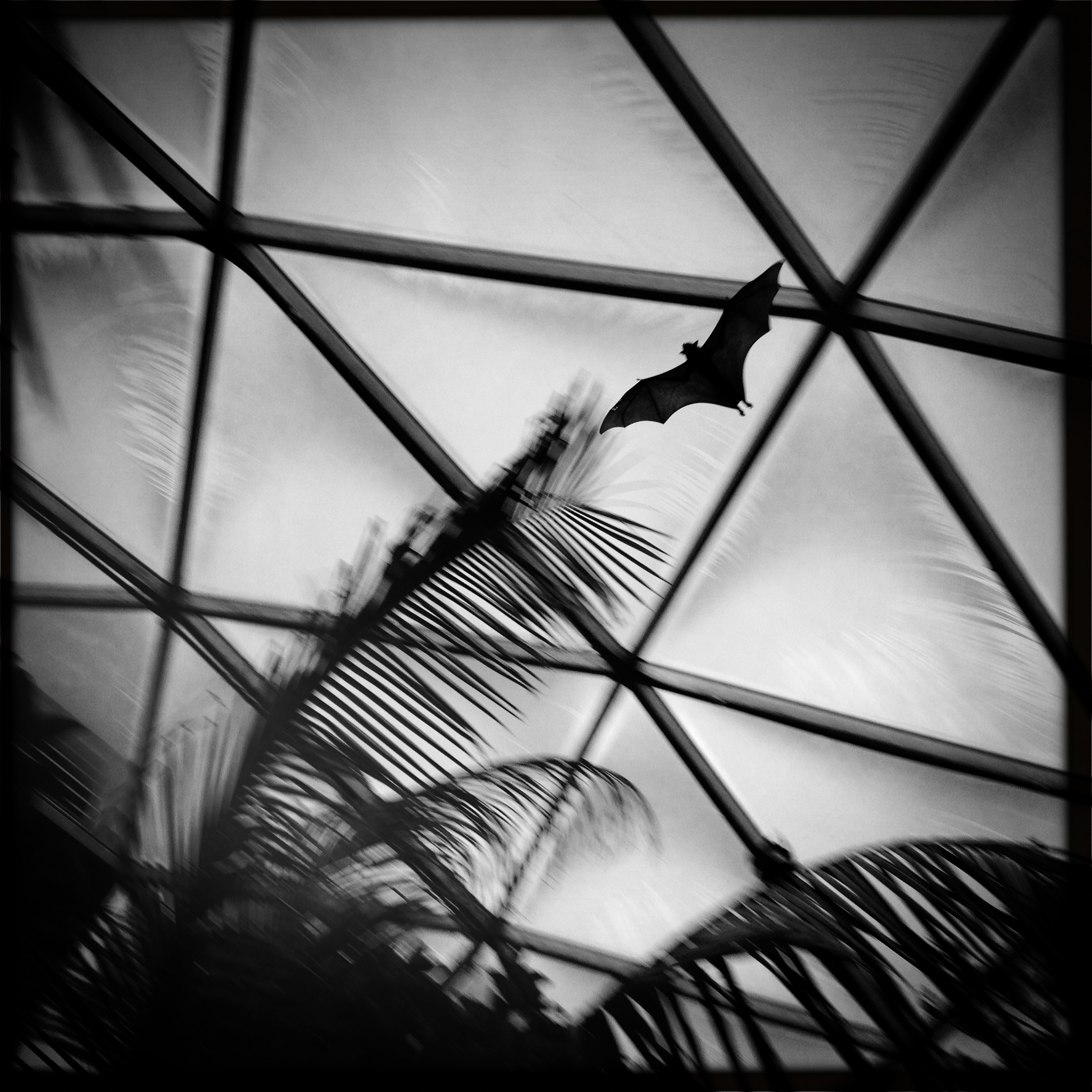 Giant Indian Fruit Bat flying in the Tropical Rainforest.