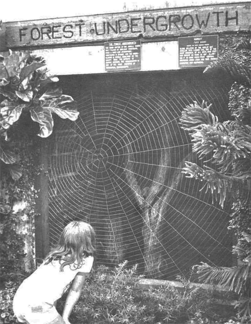The steel spiderweb originally debuted in the Tropical Rainforest and now resides on the wall of Animals and Man.
