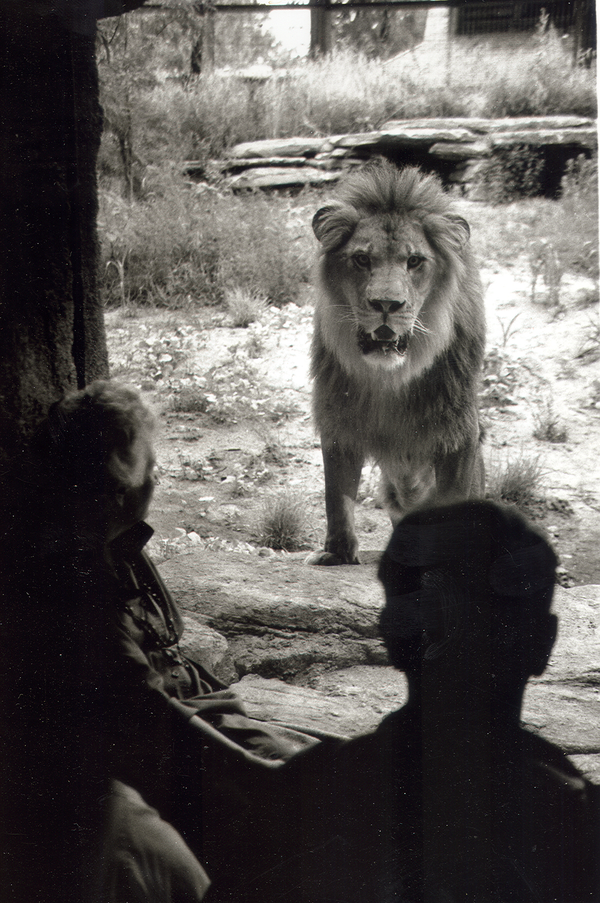 topeka zoo s 2018 lion