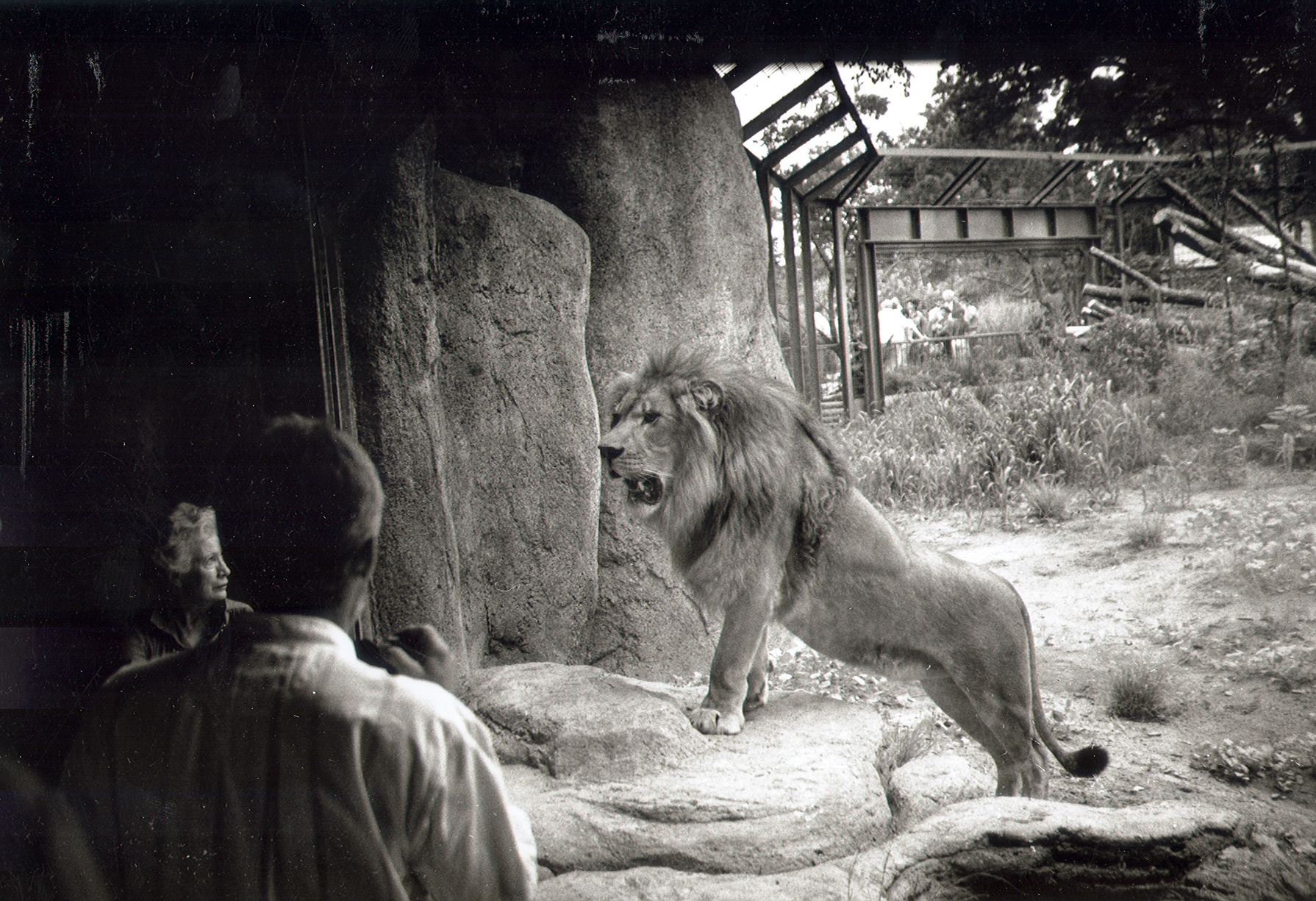 The original pride of lions featured a male, Samburu, and two females, Arusha and Manyara.