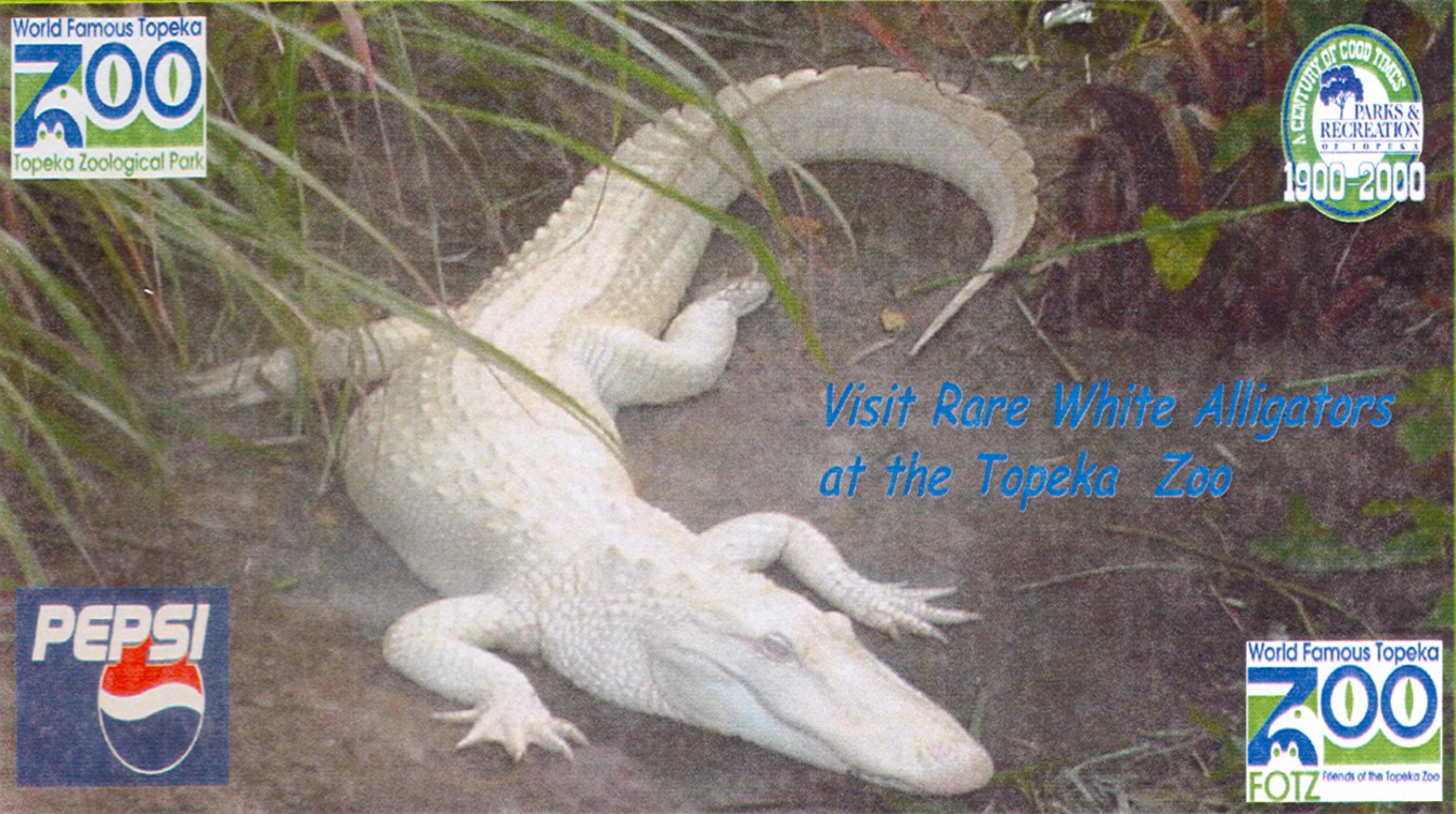 Rare white alligators visited in the summer of 2000.