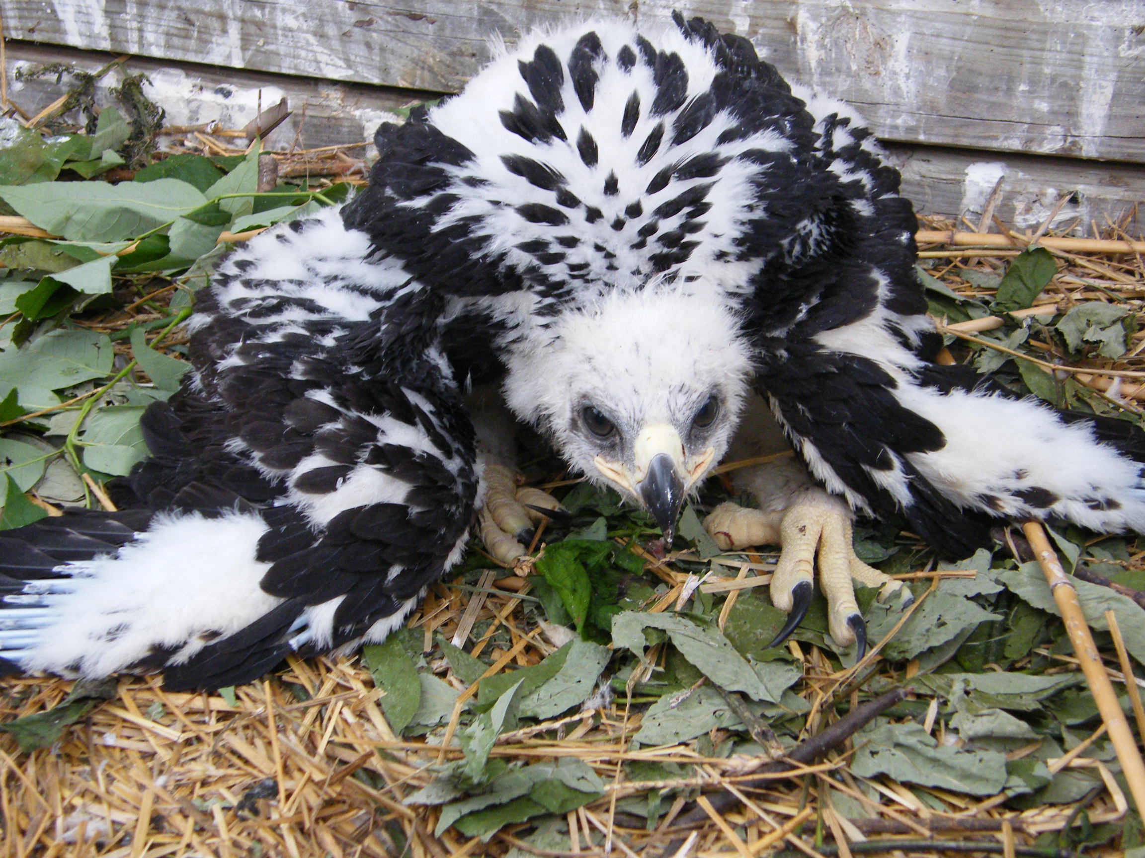 Golden Eagle Fledgling Eaglet