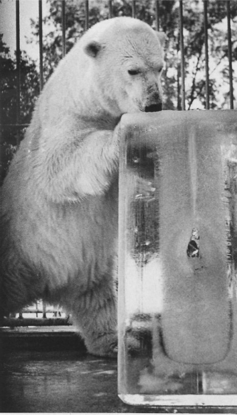 Ice Day was a popular feature for both guests and animals in August.