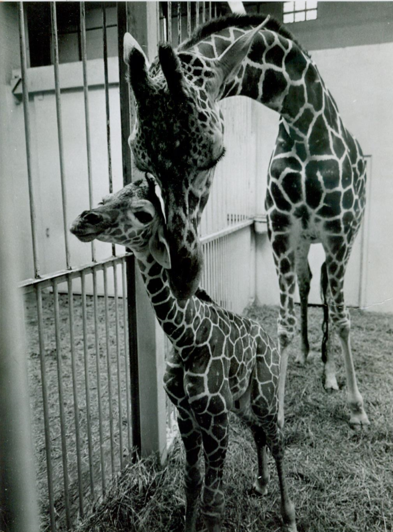 First Giraffe Born in Kansas: Sunflower