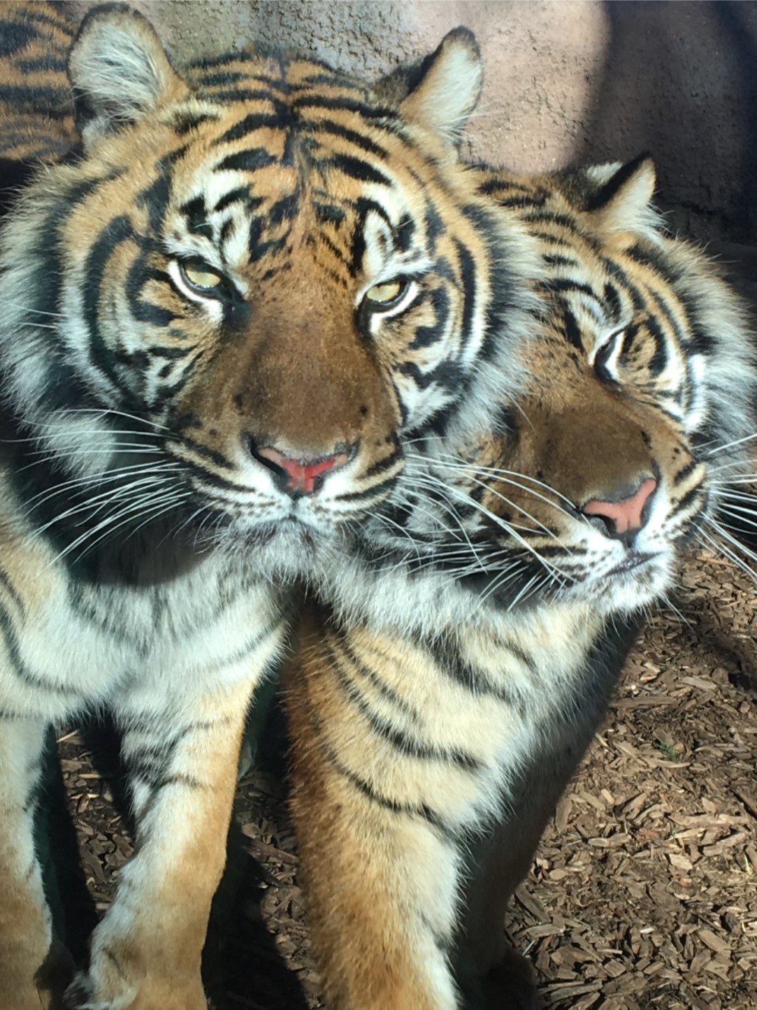 May the Fourth be with You! Three Sumatran Tiger cubs, ChloJo, Shanti, and Raza, were born to mother, Jingga, and father, Rojo, on the fourth of May 2014.