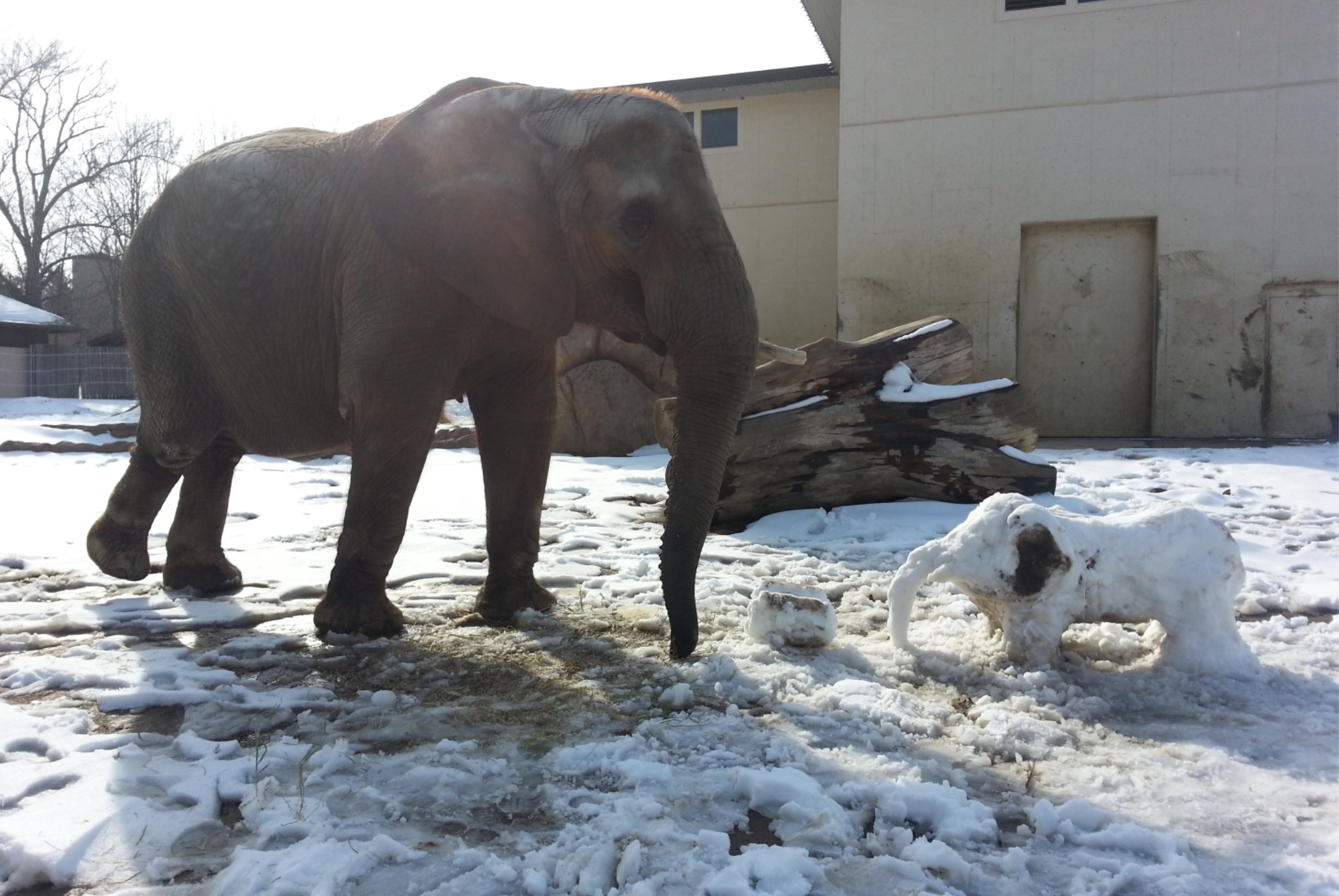 Tembo the African Elephant enjoying enrichment prepared by her zookeepers.
