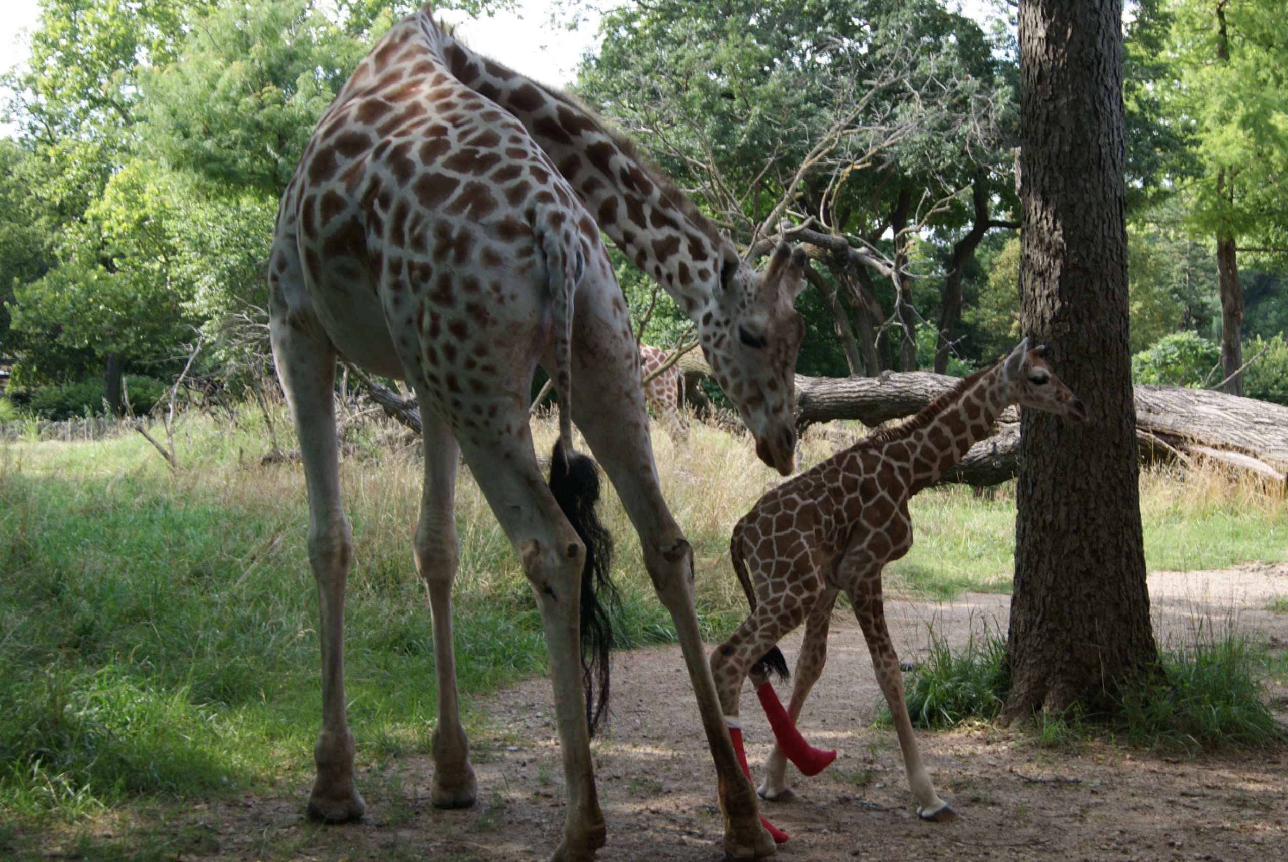 Hope the Reticulated Giraffe was born with hyperextended fetlocks which required special casts and physical therapy in order to thrive.