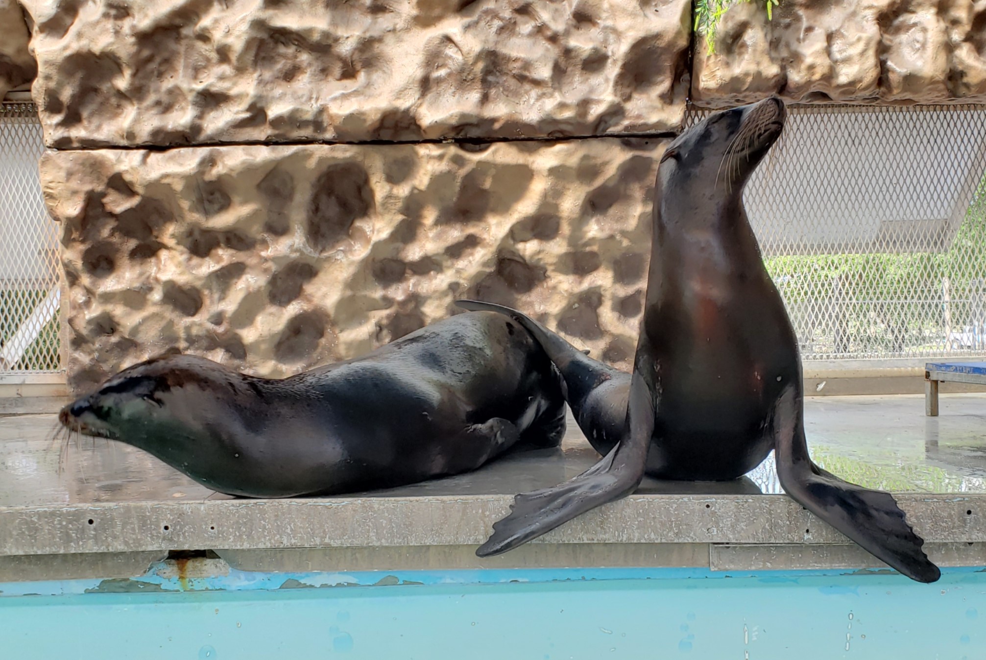 Sea Lion Splash educated and entertained guest in the summer of 2018.