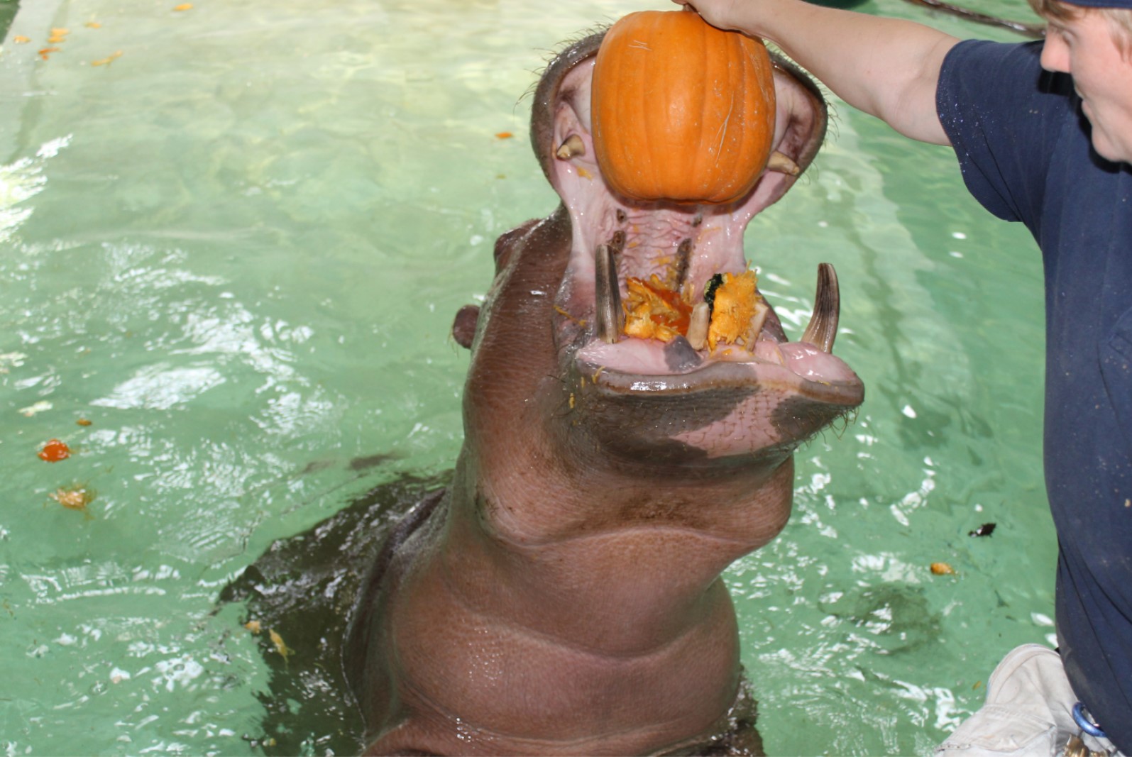 Vision the Hippopotamus was the first hippo born in Kansas in 2010.