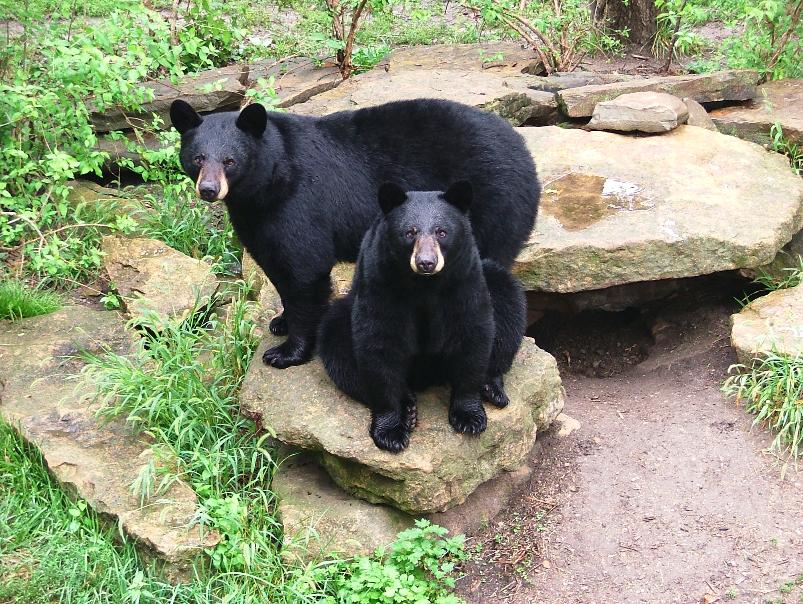 Sneak and Peak, the first bears to reside in Hills Black Bear Woods, which opened in 1996.