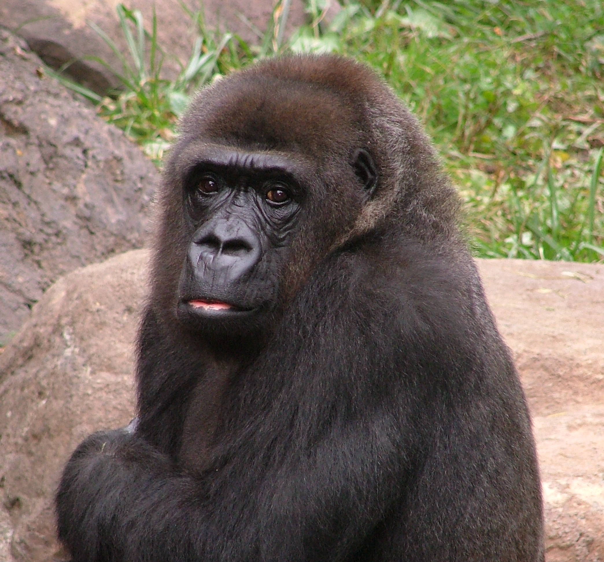 Tiffany the Western Lowland Gorilla