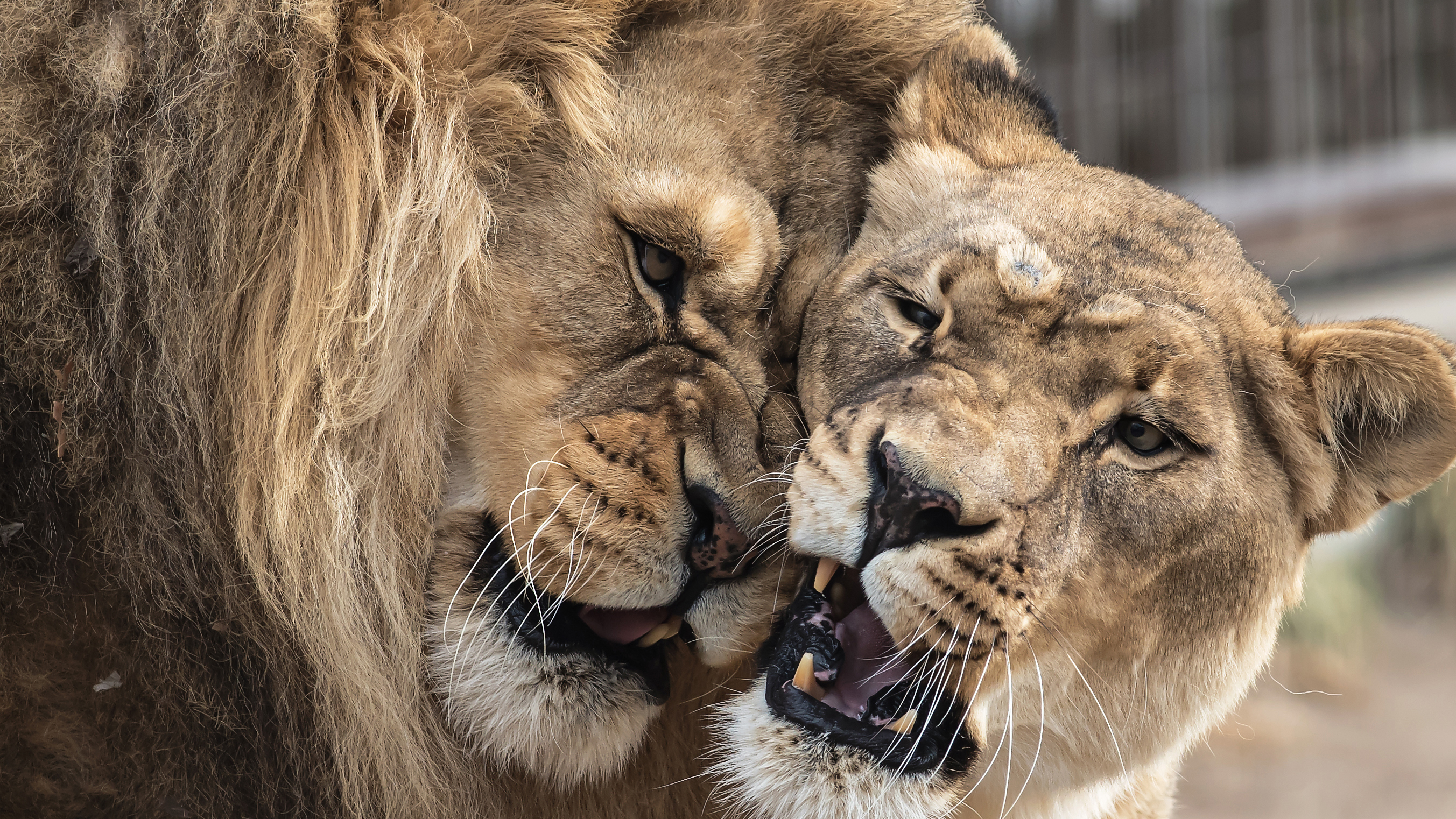 PHOTO #3 LION LOVE CATEGORY ANIMAL GROUP PHOTO #3 LION LOVE CATEGORY ANIMAL GROUP