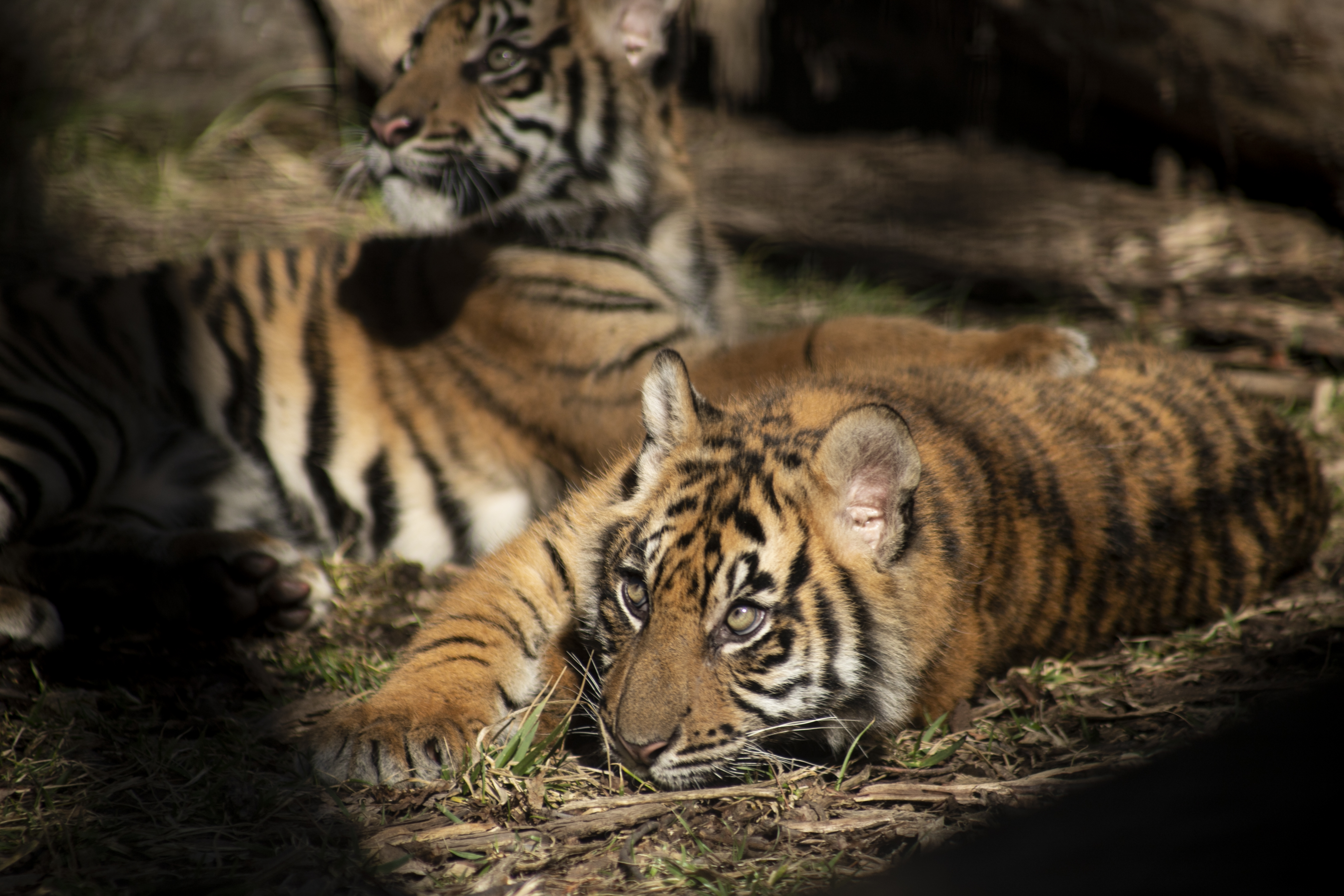 Tiger-Cubs-MeganB-Mar-2019_4 Tiger-Cubs-MeganB-Mar-2019_4