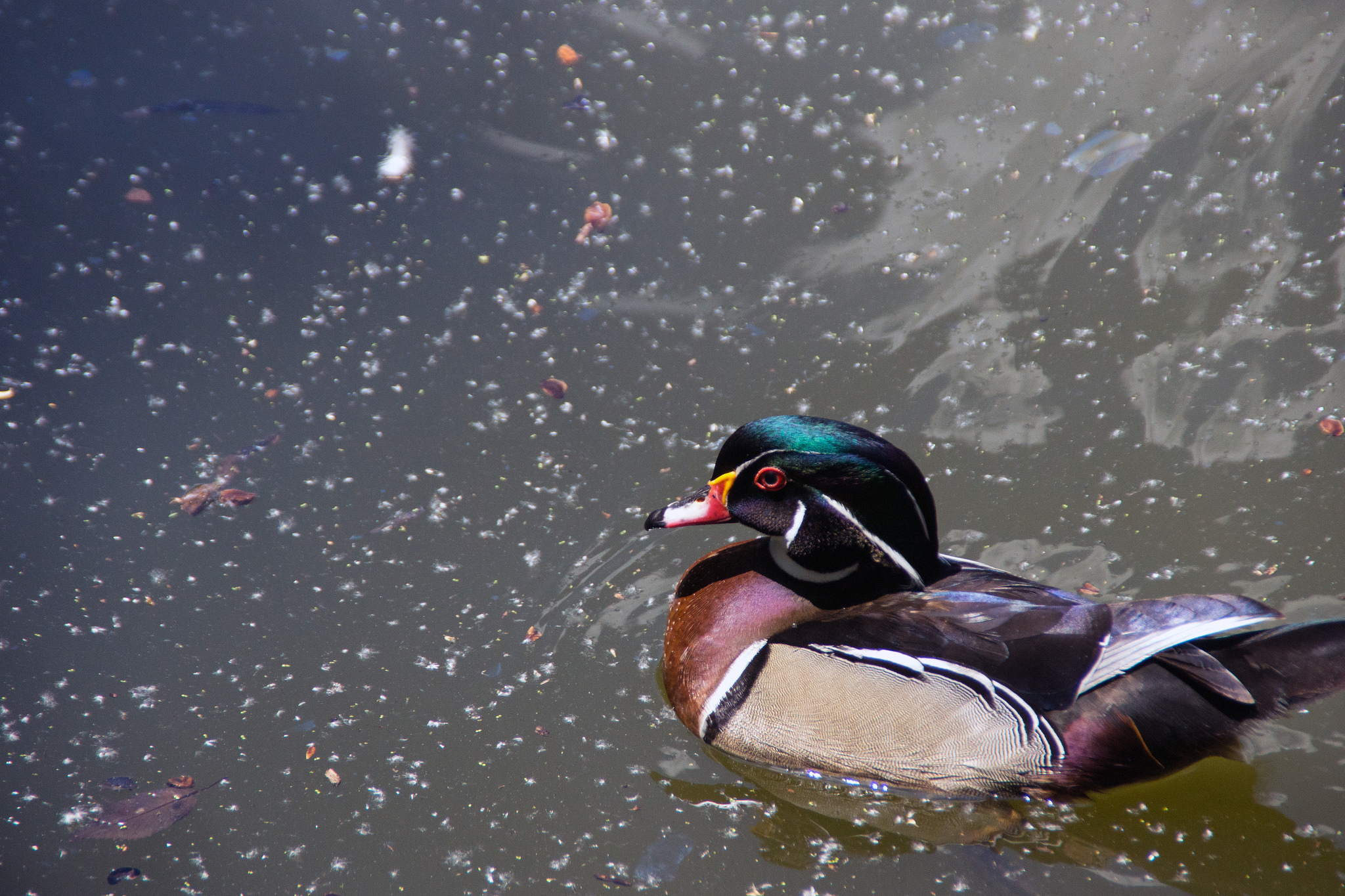 Wood Duck Wood Duck
