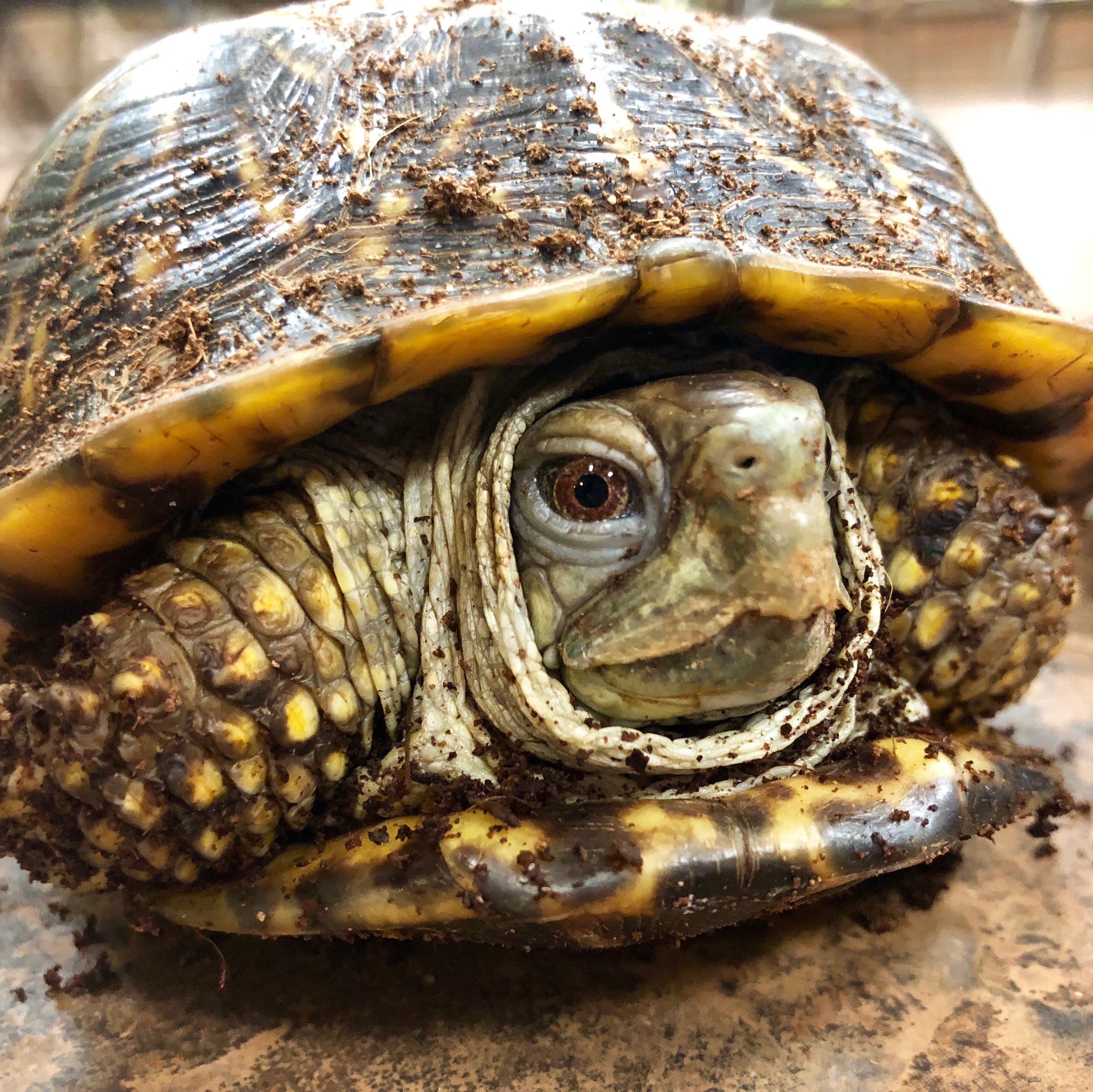 close up of ornate box turtle at Topeka Zoo