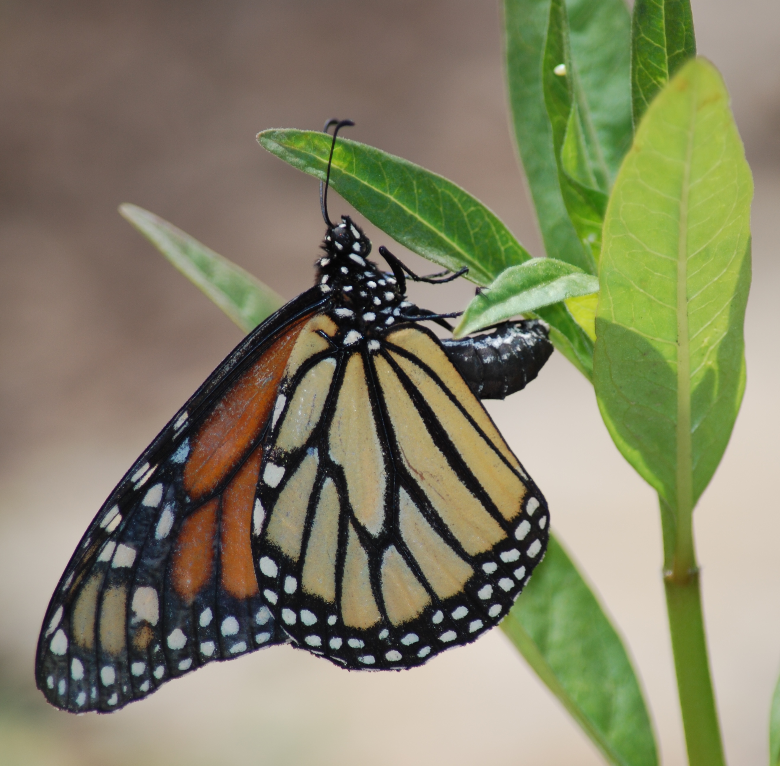 Monarch Butterfly on plant leaf at Topeka Zoo