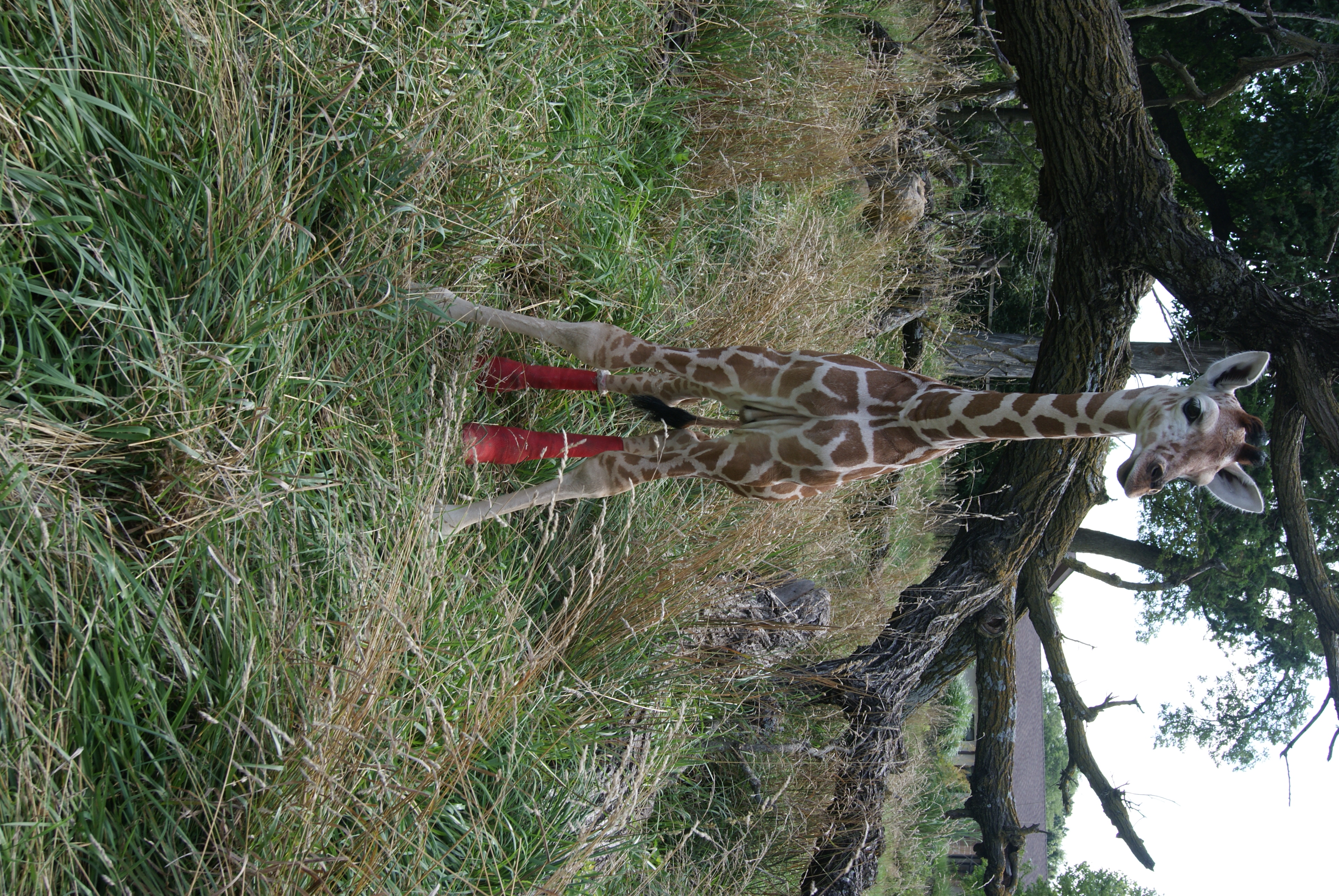 DSC01959 baby giraffe with red casts on two legs at Topeka Zoo