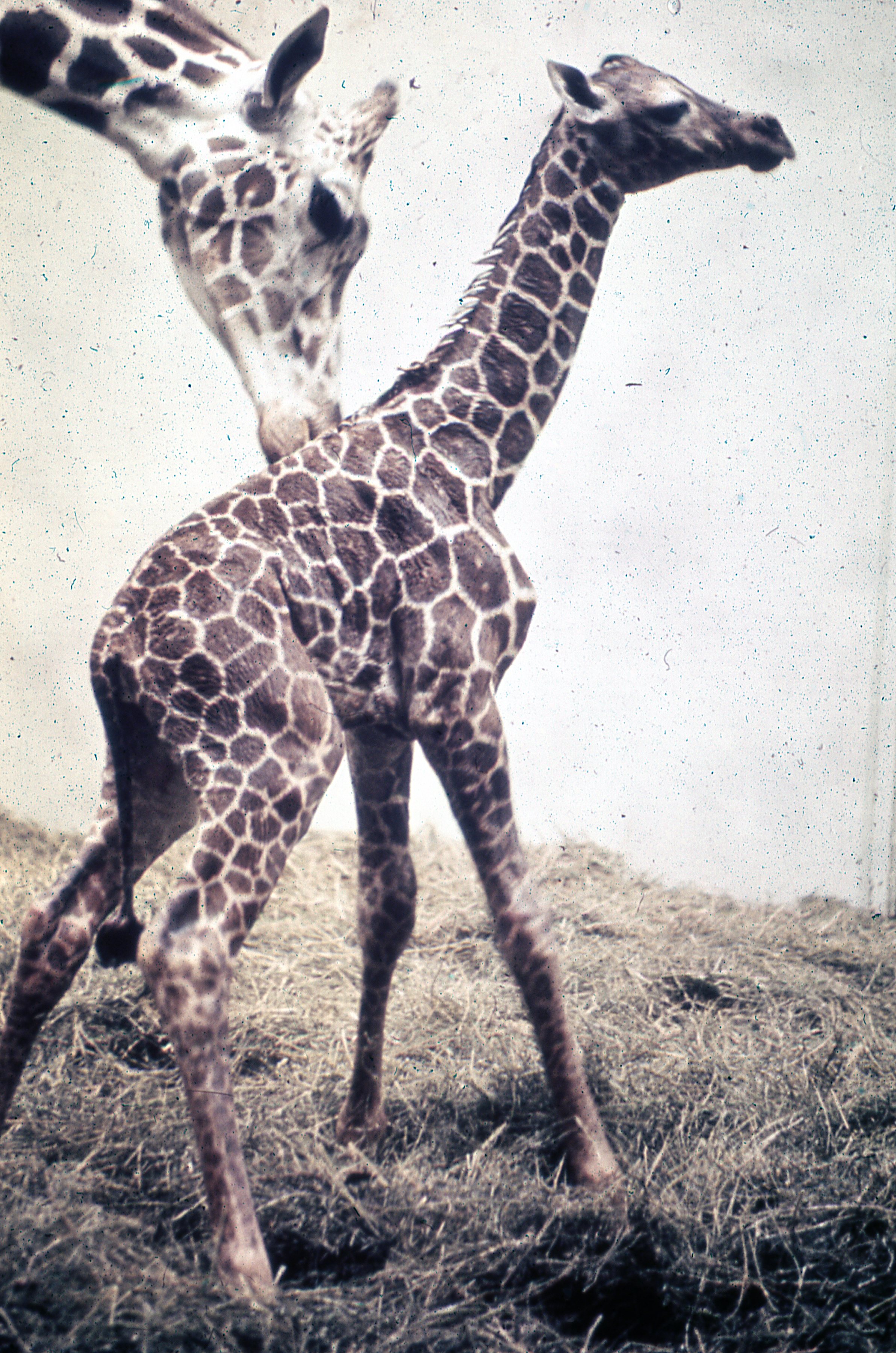 Giraffe And Friends Capital Campaign Topeka Zoo Conservation Center