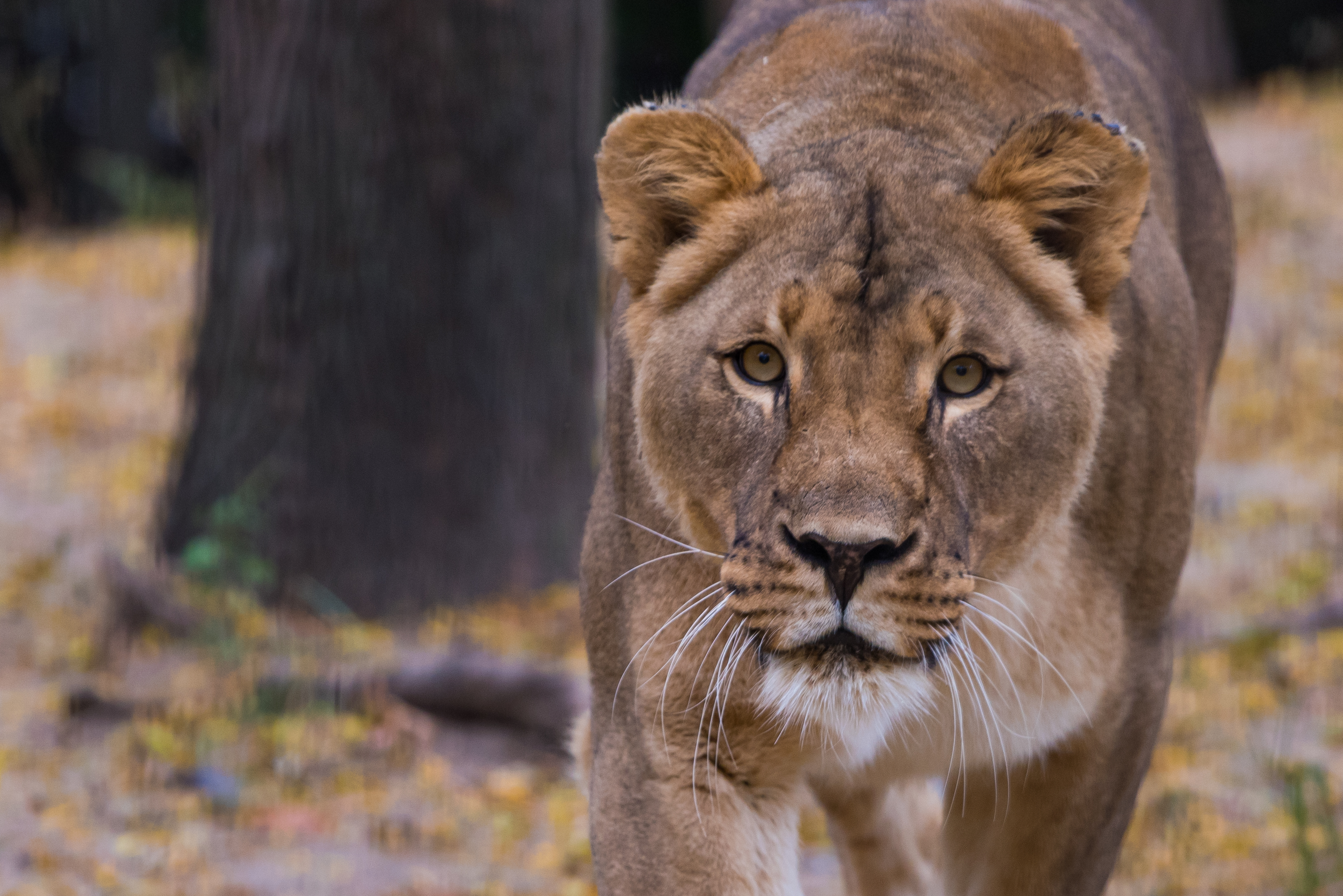 Female African lion at Topeka Zoo and Conservation Center