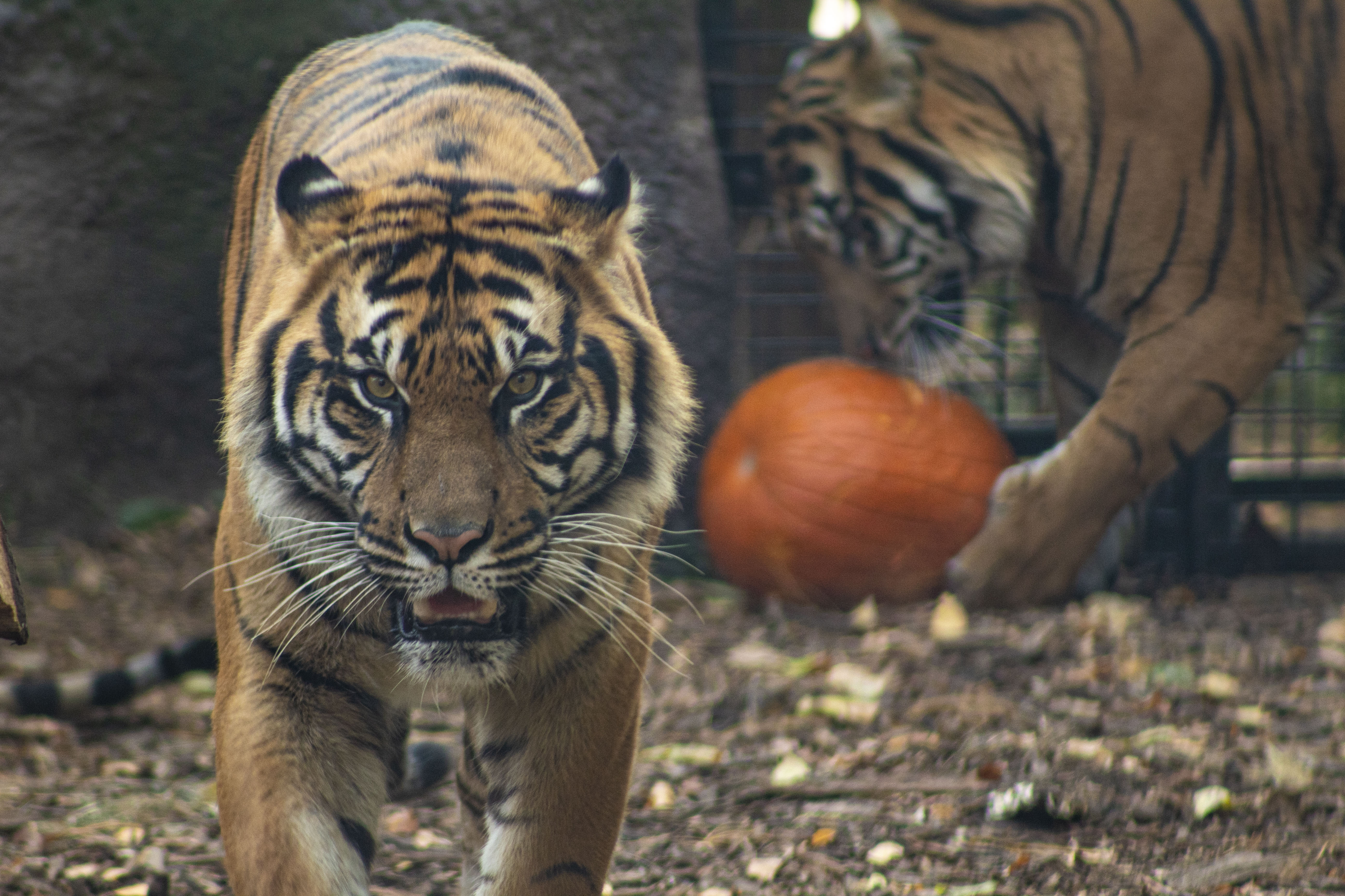 Boo-2020 Tiger Enrichment at Boo at the Zoo 2020