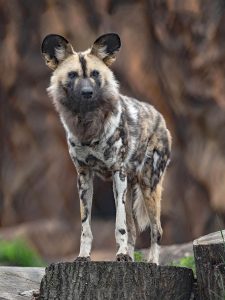 African Painted Dog 