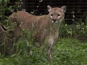 Cougar, Mountain Lion, Puma