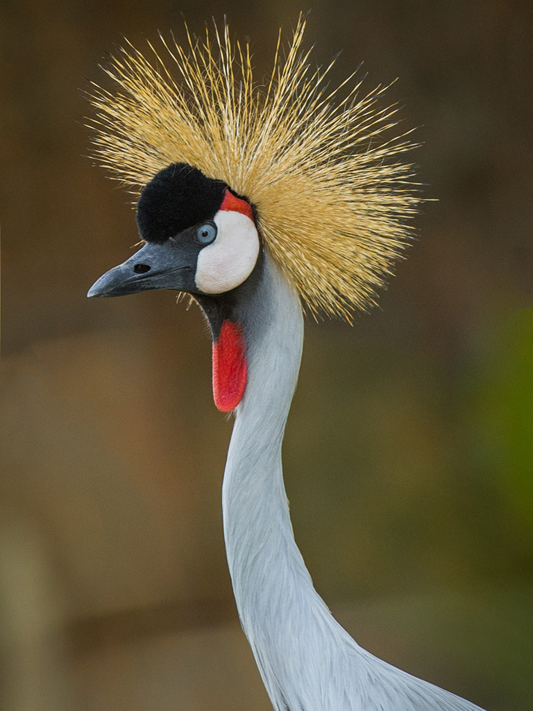 Birds - Topeka Zoo & Conservation Center