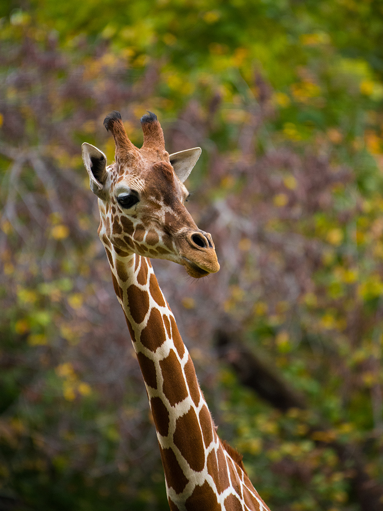 Reticulated Giraffe