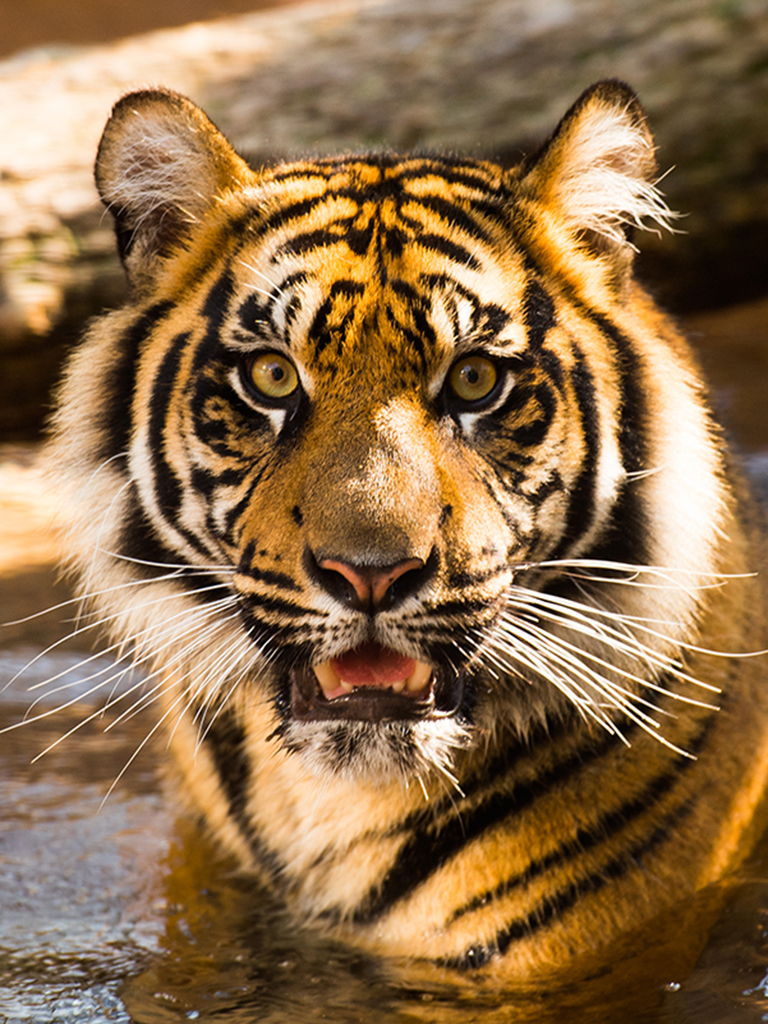 Sumatran Tiger