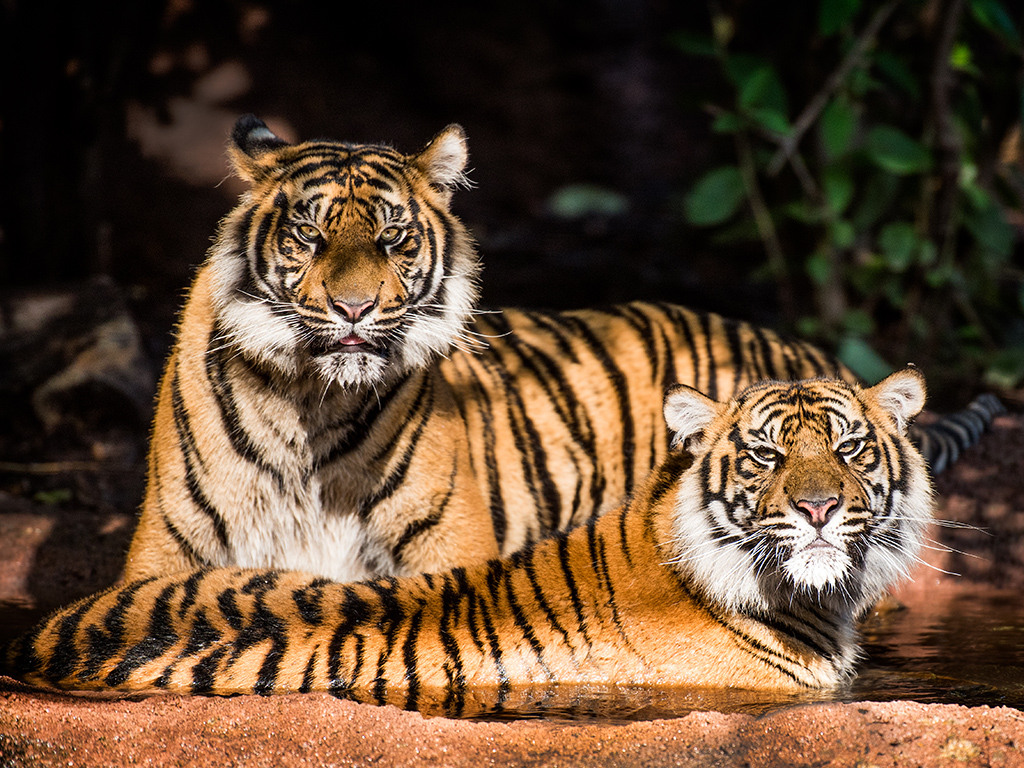 Sumatran Tiger