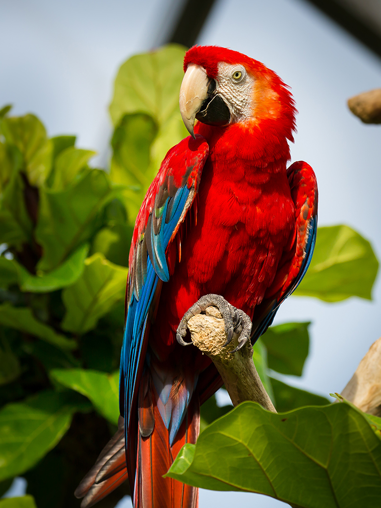 Birds - Topeka Zoo & Conservation Center