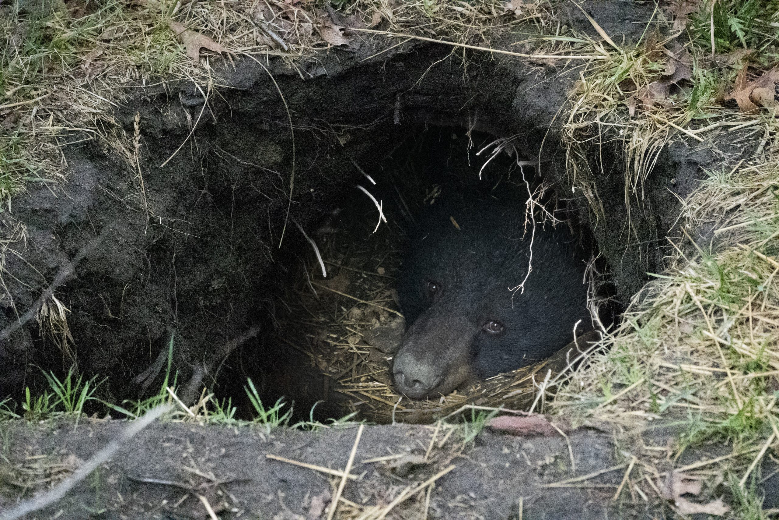 Val the Black bear peeking out of her den during the end of her torpor