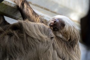 Sloth Sleeping in Rainforest