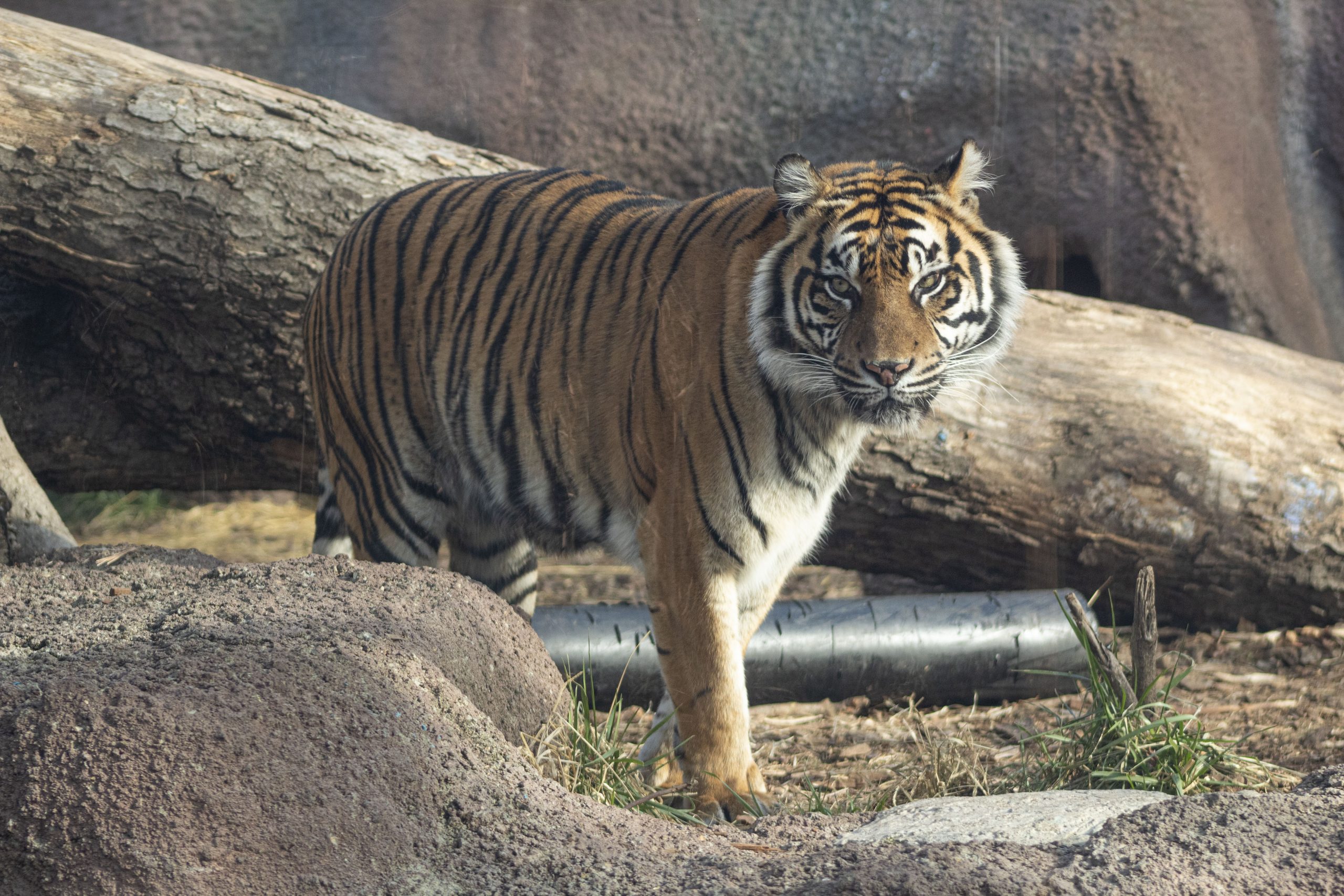 Topeka Zoo receives first half of breeding pair of Sumatran tigers