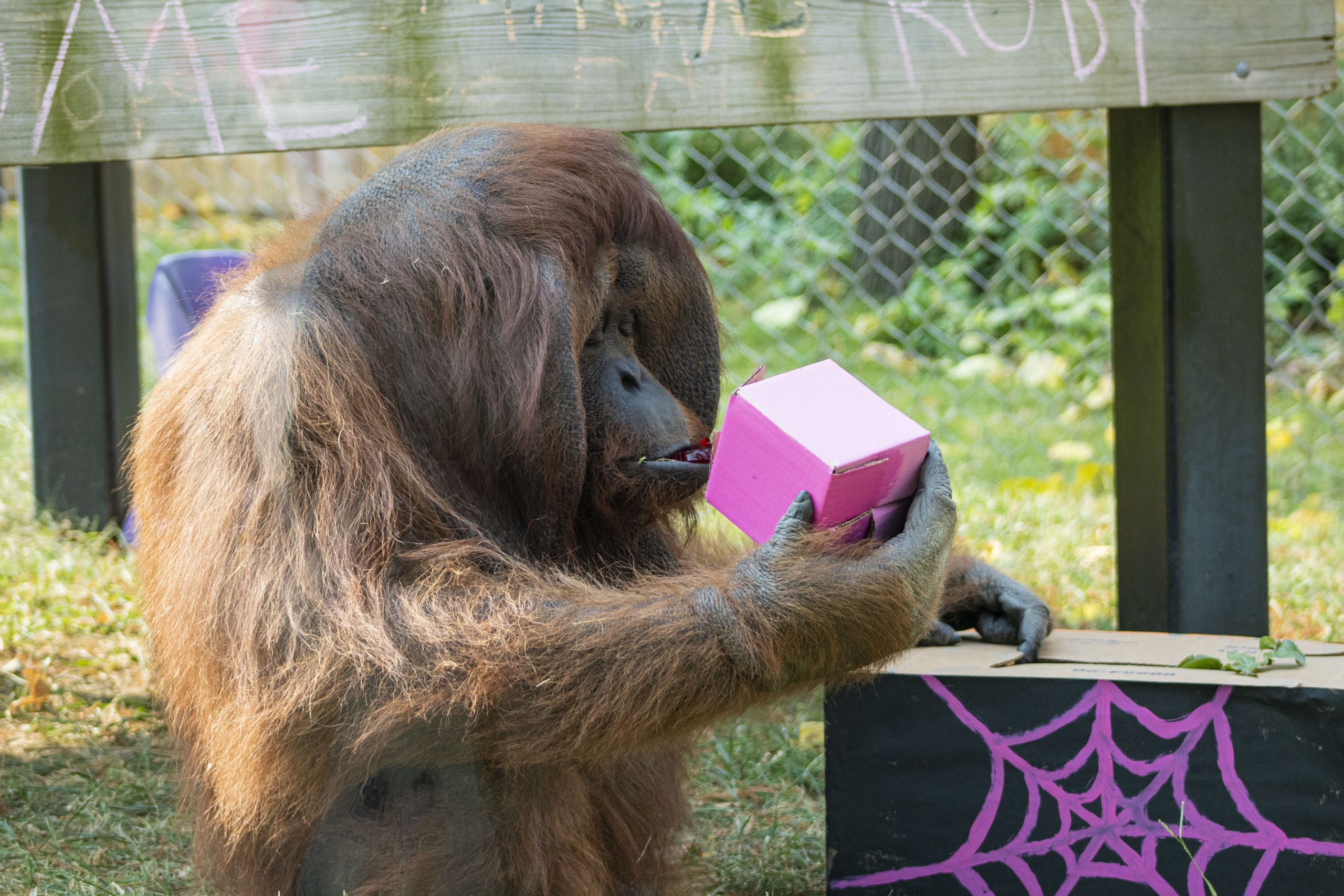 Orangutan with Halloween Treat