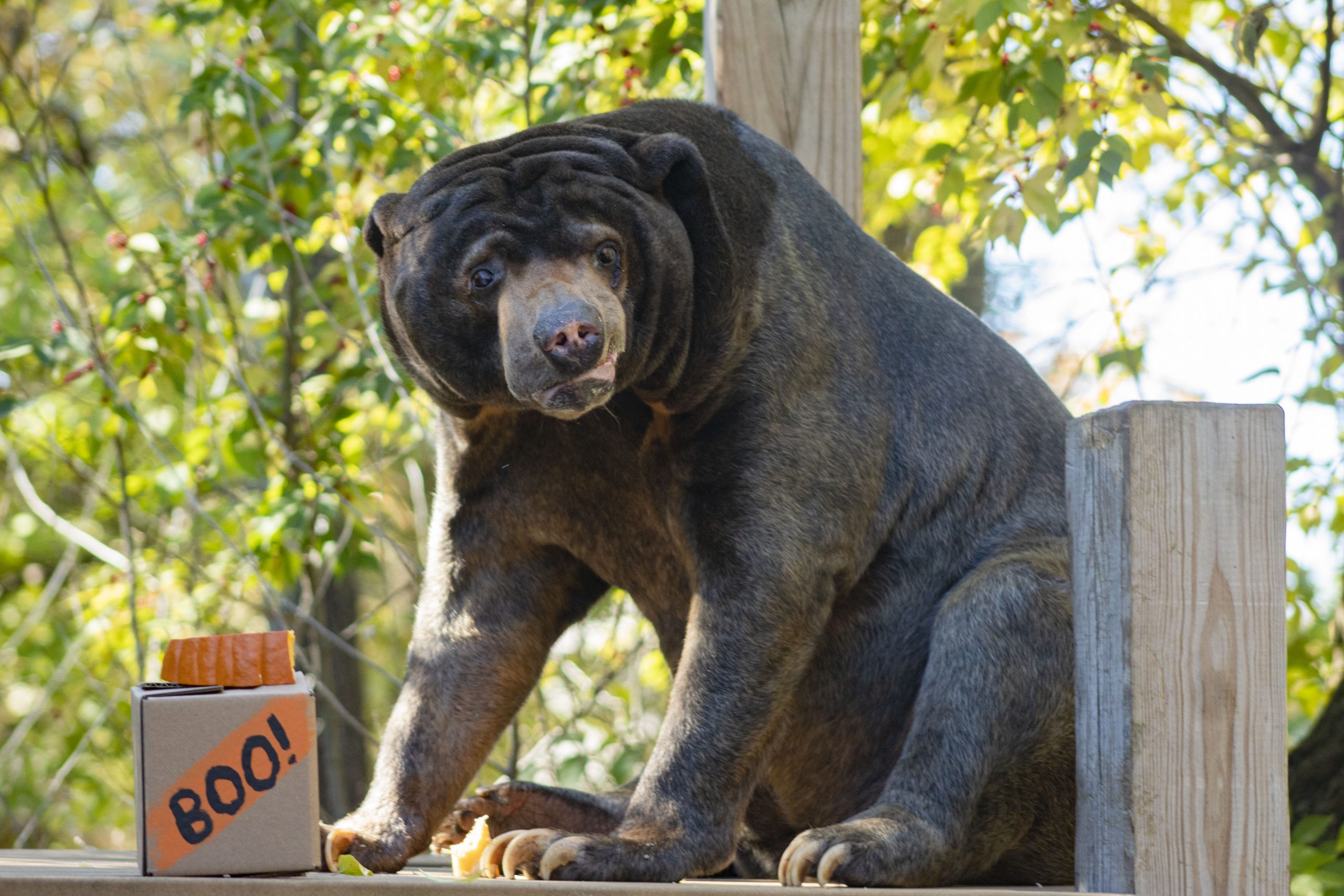 Sun Bear with Halloween Treat