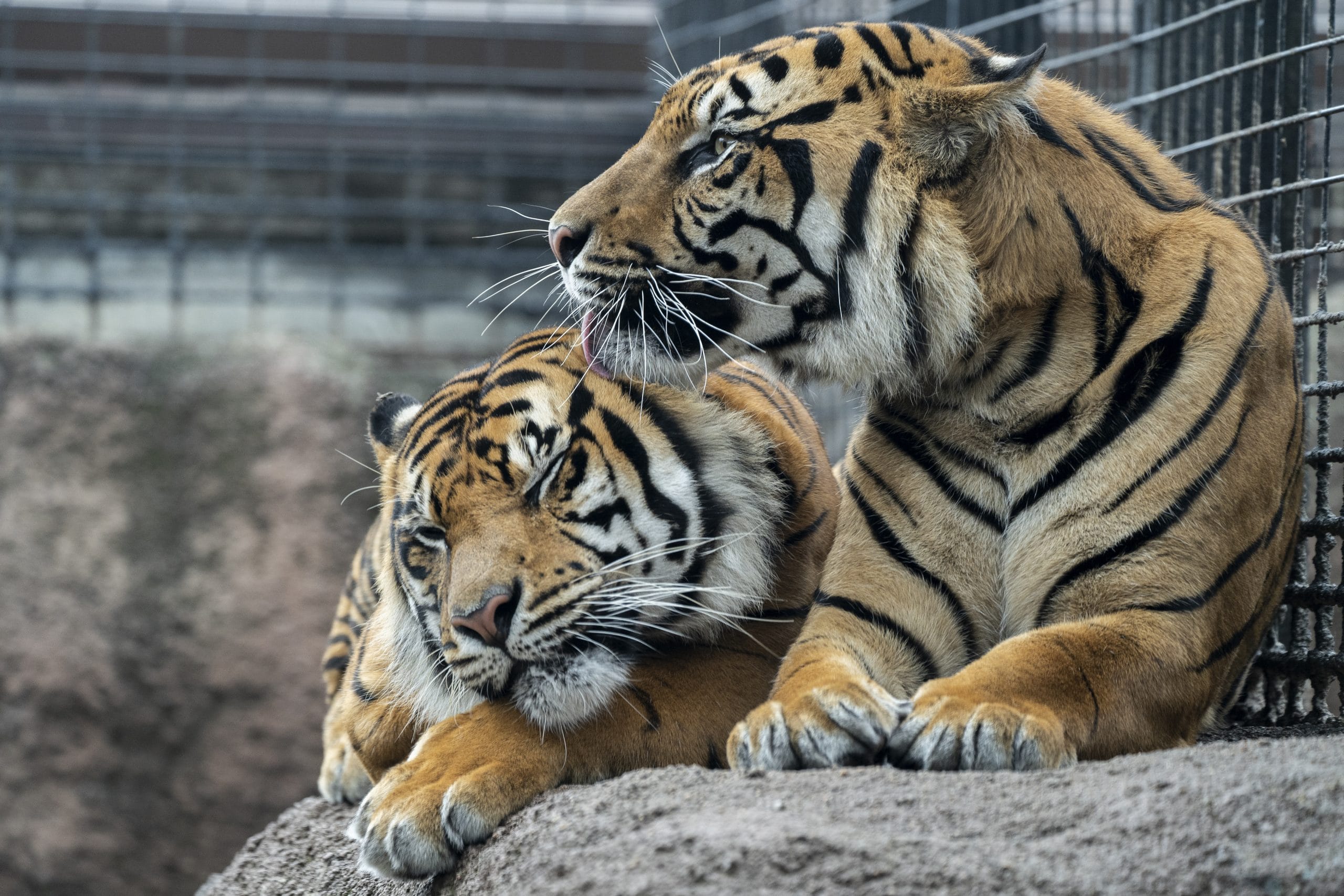 Tigers Cleaning