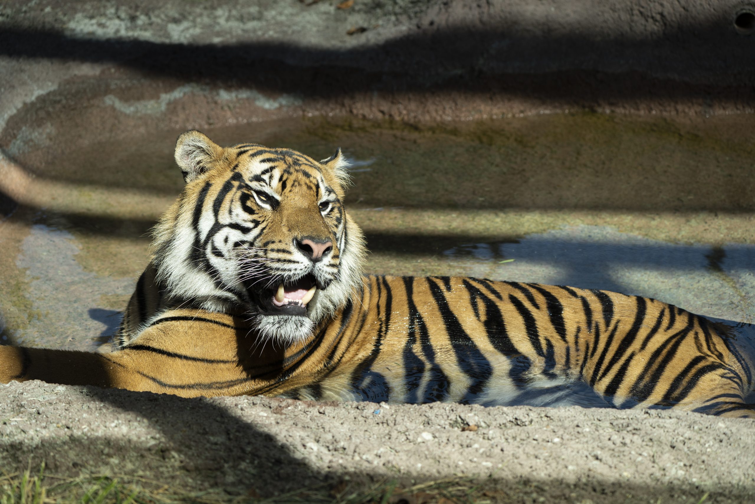 Tigers_AR_200 copy Tigers_AR_200 copy