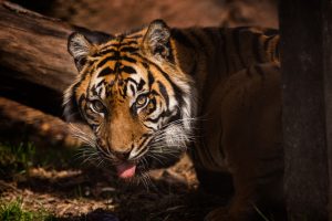 Jingga, Sumatran Tiger
