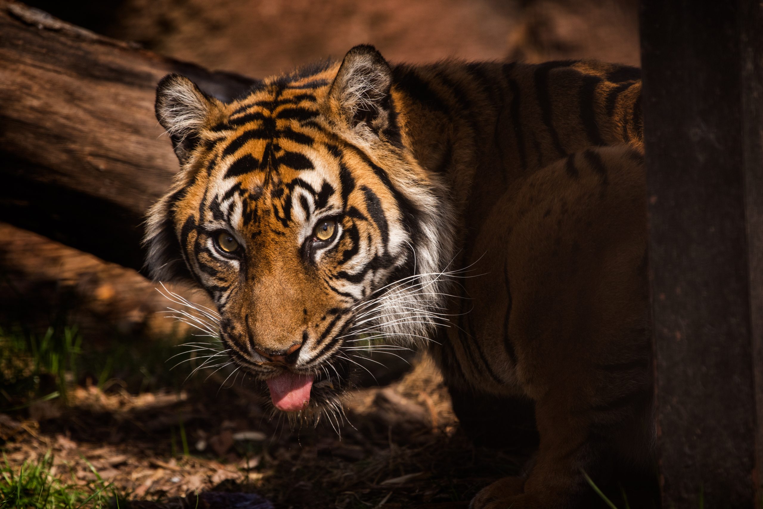 Female Sumatran tiger Jingga, mother of 7, is leaving Topeka Zoo