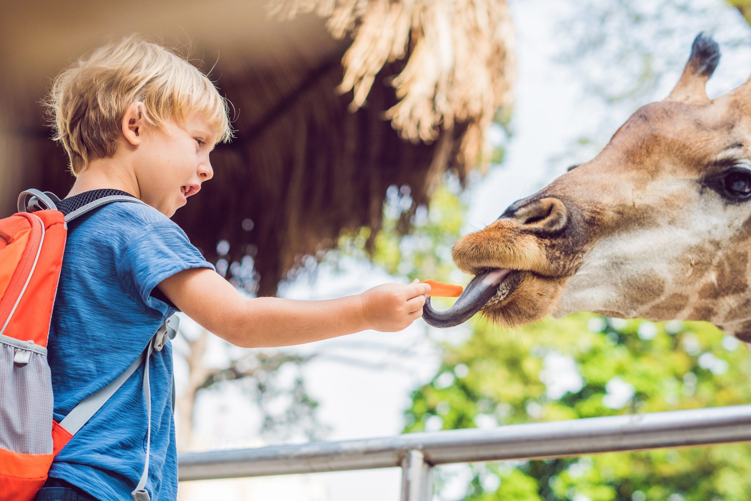 little kid boy watching and feeding giraffe in zoo. Happy kid having fun with animals safari park on warm summer day