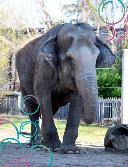 Cora the Elephant with Bubbles