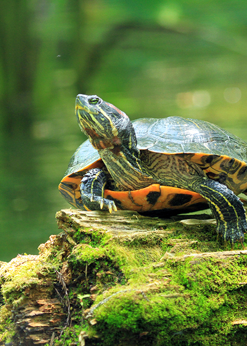 Reptiles - Topeka Zoo & Conservation Center