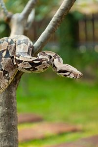 Red-Tailed Boa Constrictor