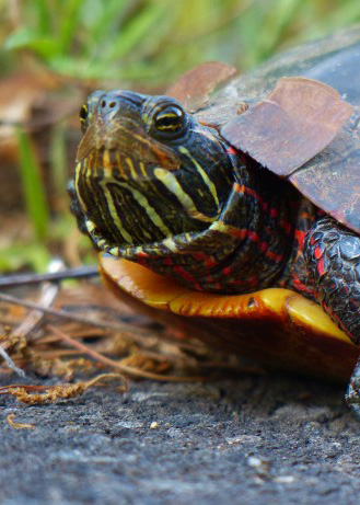 Reptiles - Topeka Zoo & Conservation Center