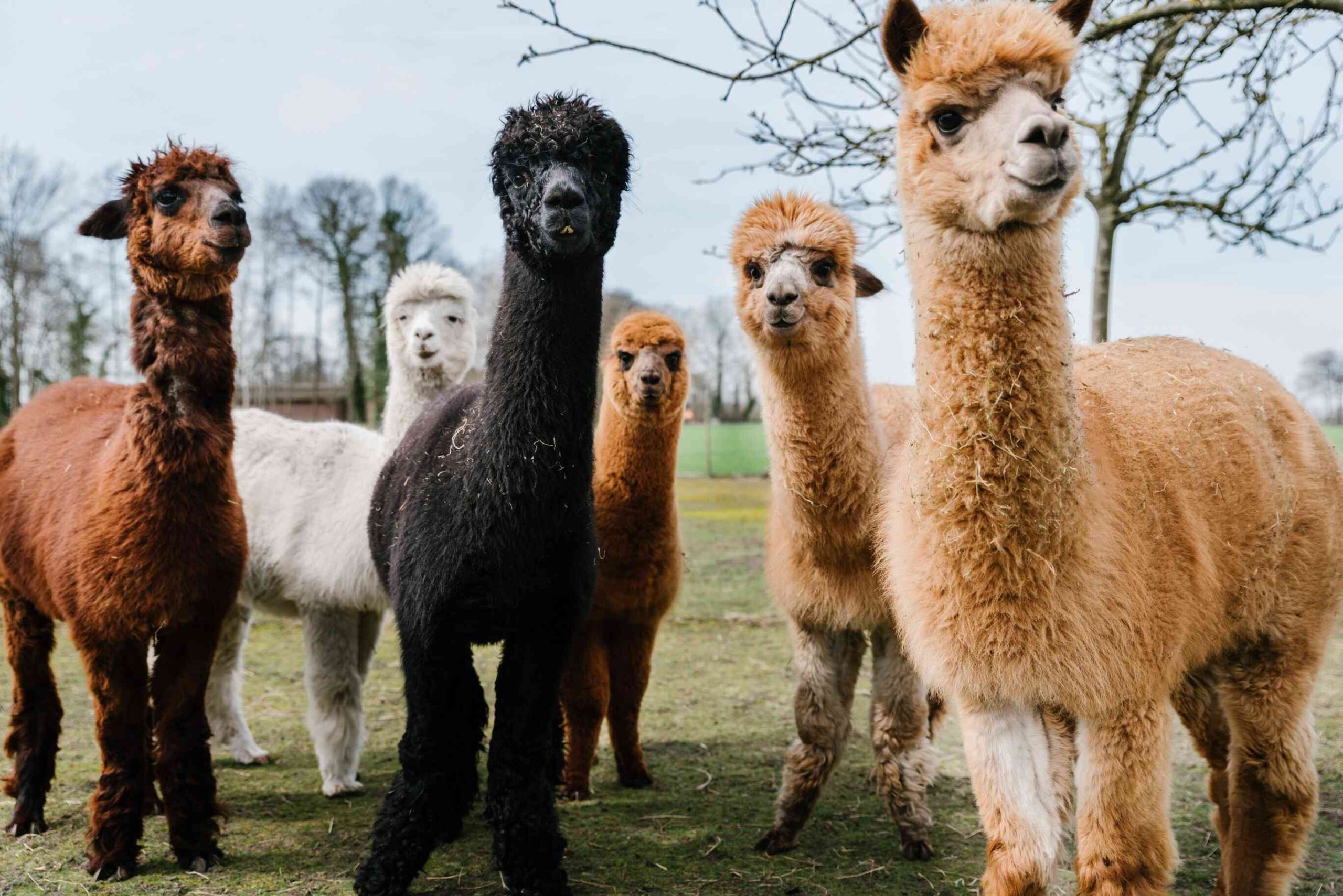 alpacas-standing-in-a-field-999571882-fa44ed83d4e64cfa81b1add2aa992d65