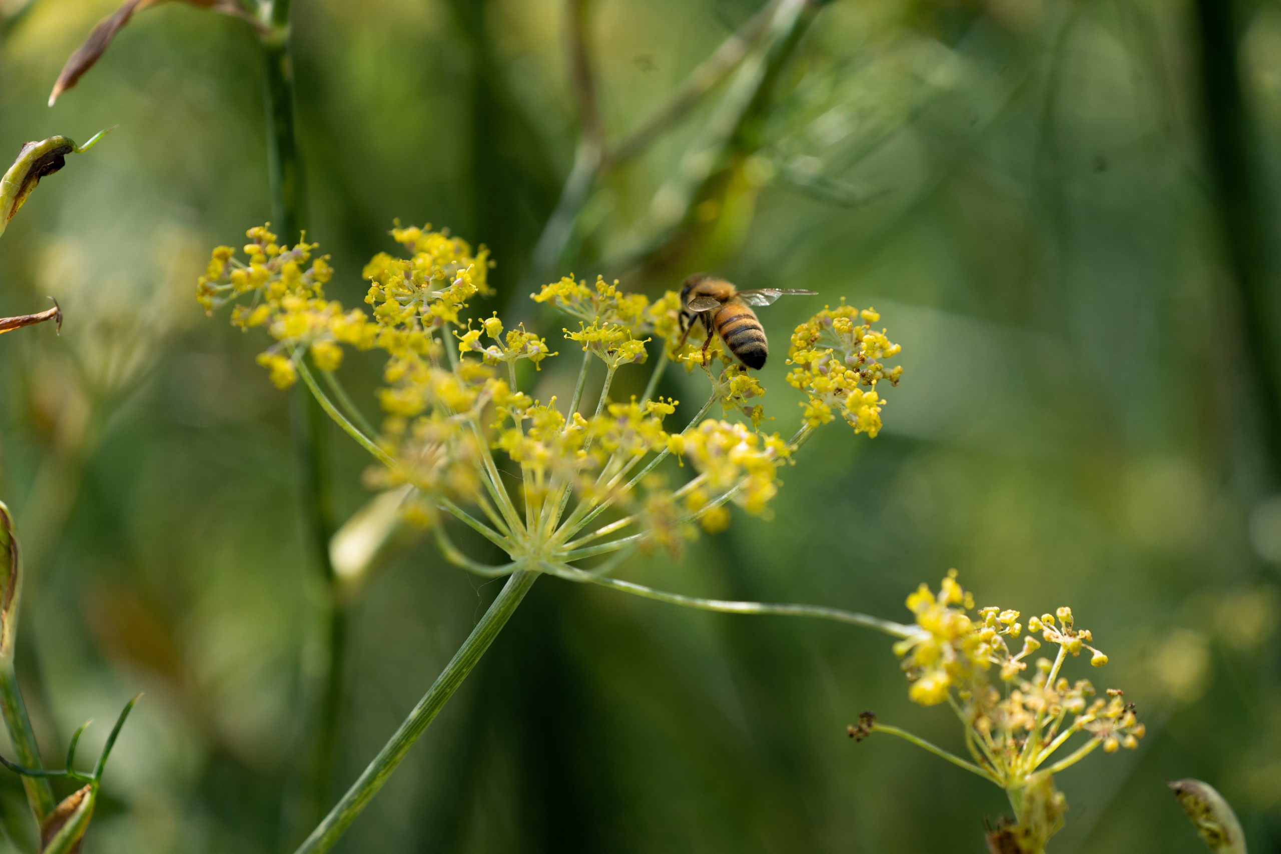Pollinators_AR_33